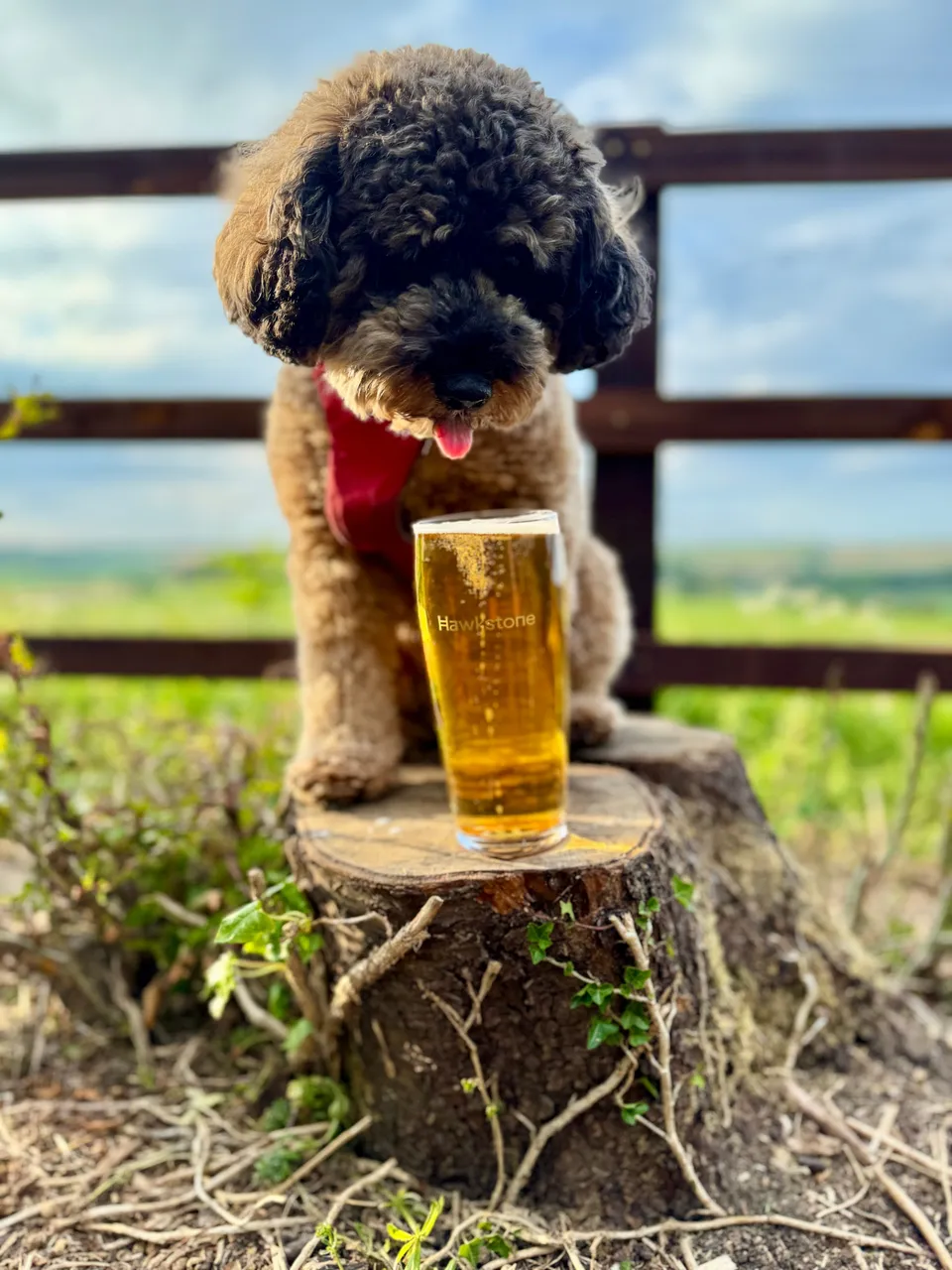 Poppy, a dark curly cockapoo, sitting on a tree stump with a pint of Hawkstone lager, rolling Cotswolds hills visible through a farm gate.